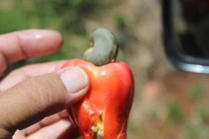 A Cashew - the nut grows at the end of the fruit!!