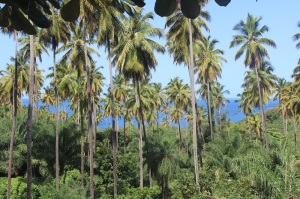 Very tall palms!