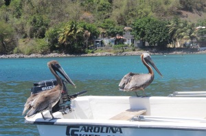 Pelicans in Guadalupe